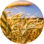 Agriculture